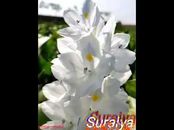 Suraiya Akther