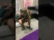 Molly the Boerboel